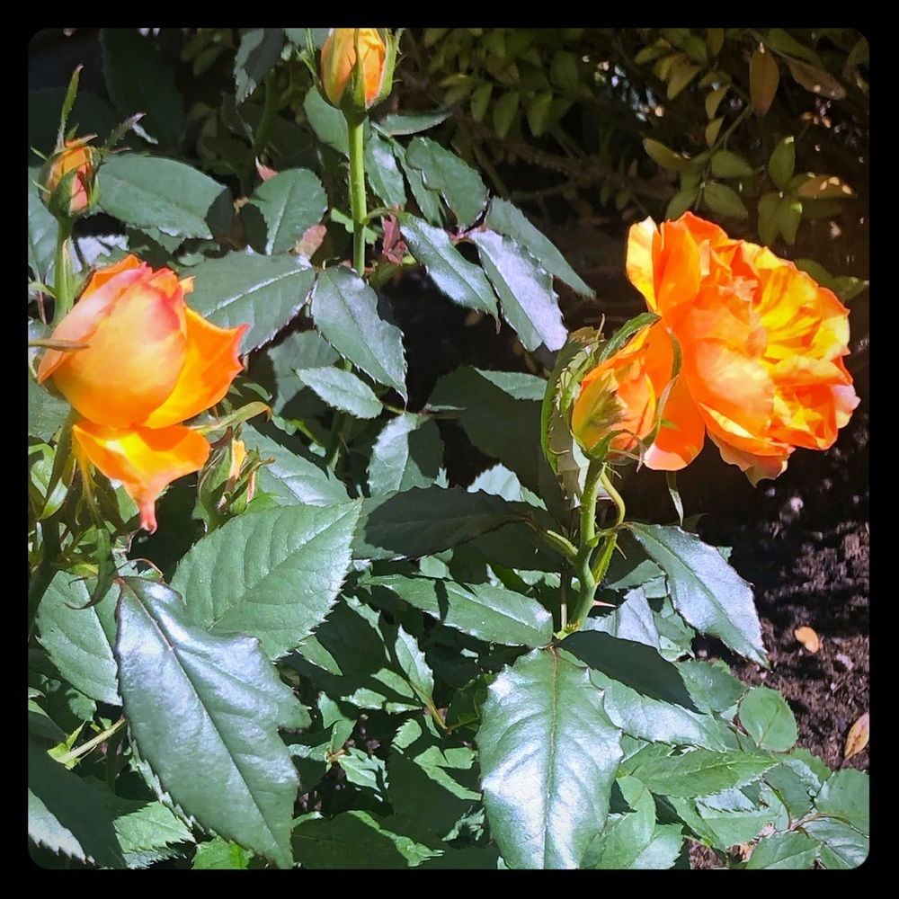 Meet your Posher, Julia